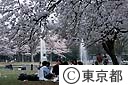代々木公園の桜
