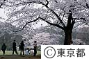 代々木公園の桜