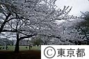 代々木公園の桜