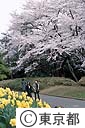 代々木公園の桜