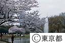 代々木公園の桜