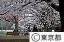 代々木公園の桜