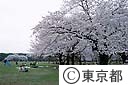 代々木公園の桜