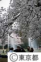 代々木公園の桜