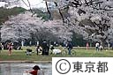 代々木公園の桜