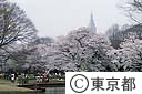 代々木公園の桜