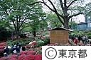 根津神社のつつじ