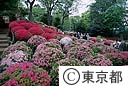 根津神社のつつじ