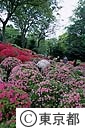 根津神社のつつじ