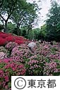 根津神社のつつじ