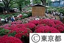 根津神社のつつじ