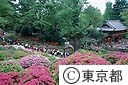 根津神社のつつじ