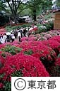 根津神社のつつじ