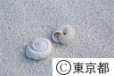 南島のヒロベツカタマイマイ