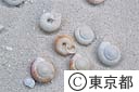 南島のヒロベツカタマイマイ
