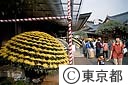 湯島天神、菊祭り