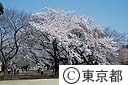 新宿御苑の桜
