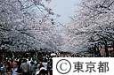 上野公園の桜
