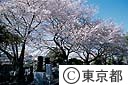 染井霊園の桜