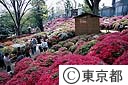根津神社のつつじ