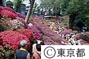 根津神社のつつじ
