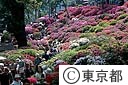 根津神社のつつじ