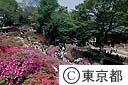 根津神社のつつじ