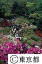 根津神社のつつじ