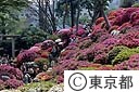 根津神社のつつじ