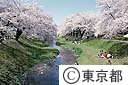根川緑道の桜