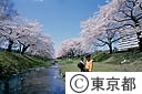 根川緑道の桜