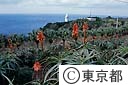 大賀郷アロエ群生地