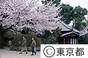 哲学堂公園の桜