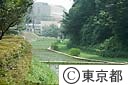 駒場野公園の水田