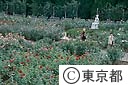 神代植物公園バラ園