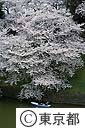 千鳥ヶ淵の桜