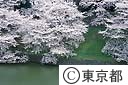 千鳥ヶ淵の桜