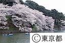千鳥ヶ淵の桜