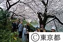 千鳥ヶ淵の桜