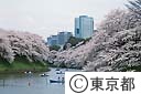 千鳥ヶ淵の桜
