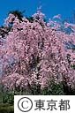 しだれ桜