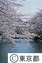 羽村・玉川上水の桜