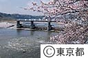 羽村・玉川上水の桜