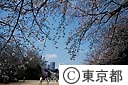 新宿御苑の桜