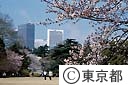 新宿御苑の桜