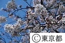 新宿御苑の桜