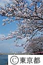 隅田川の桜