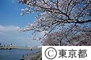 隅田川の桜