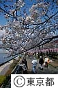 隅田川の桜