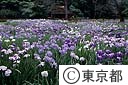 ハナショウブの花